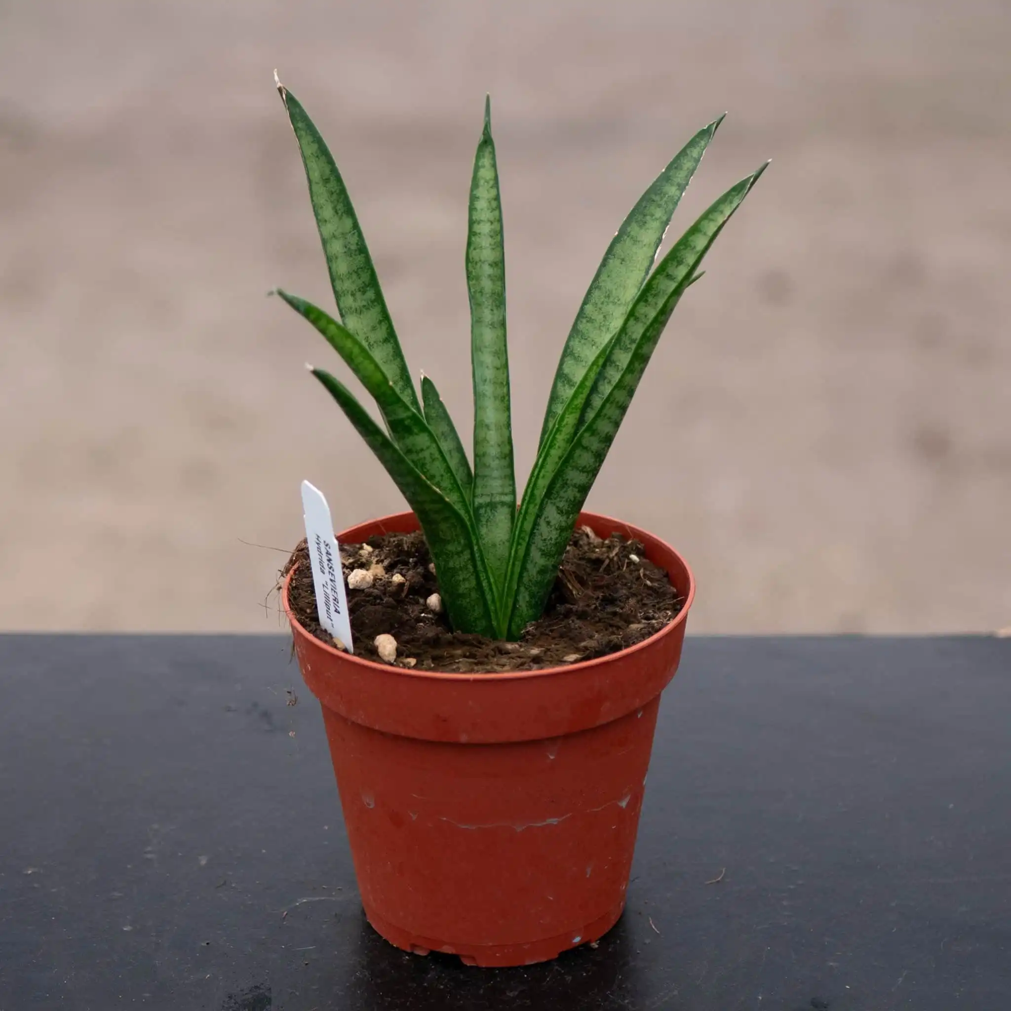 Snake Plant Lilliput